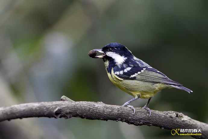 鈥溁聘股饺糕澊⒘腹