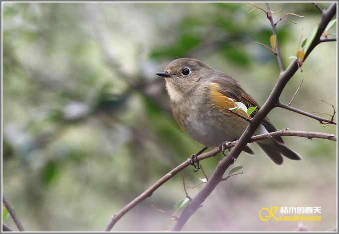 今年冬天的鸟儿有点少【照片】
