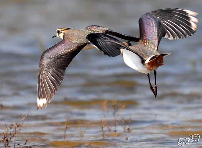 官厅水库&nbsp;wbr路&nbsp;wbr凤头麦鸡