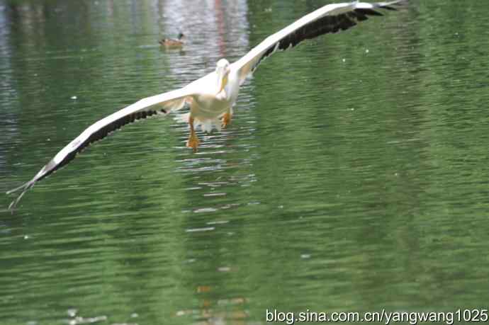 明星（鹈鹕大白）