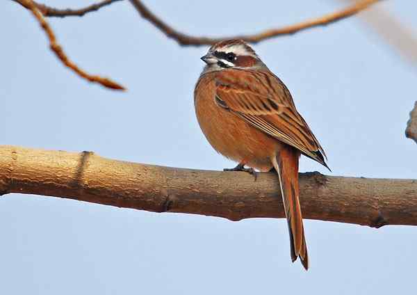 家乡的鸟（6），三道眉草鹀（组图）
