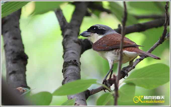 虎纹伯劳•暗灰鹃鵙【照片】 虎纹伯劳•暗灰鹃鵙【照片】