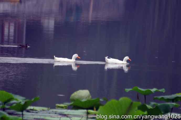 小鸳鸯与大白鸭