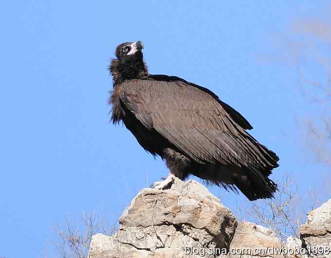 走近秃鹫:一段撼人心魄的拍摄经历 走近秃鹫:一段撼人心魄的拍摄经历