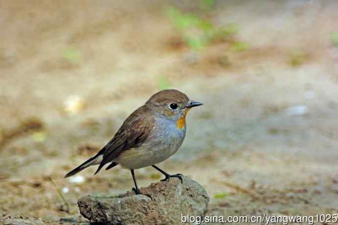 北京天坛公园的鸟类——雄性红喉姬鹟（15）