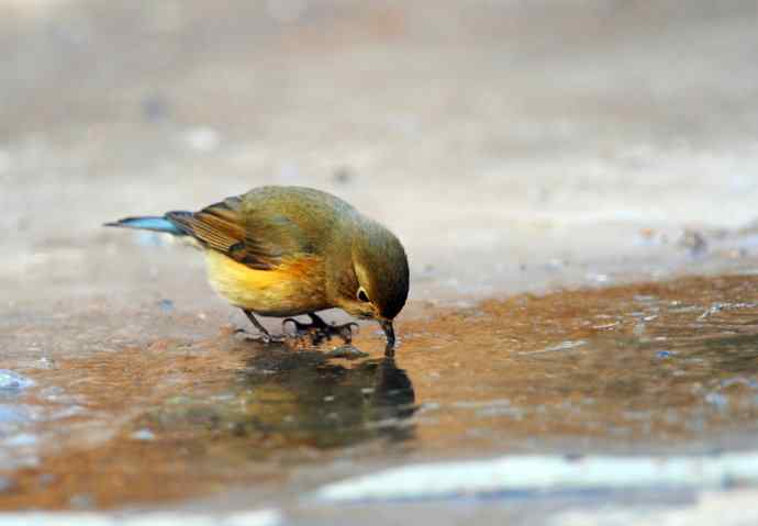 雌性红胁蓝尾鸲（20）