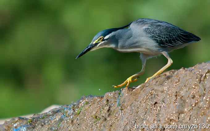 夏日绿鹭（组图，6张图片）