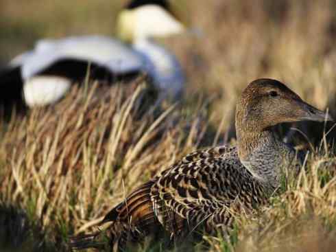 鸟类之最:欧绒鸭 鸟类之最:欧绒鸭