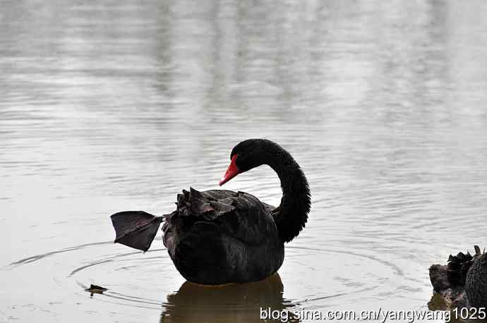 逆光拍摄黑天鹅 wbr2