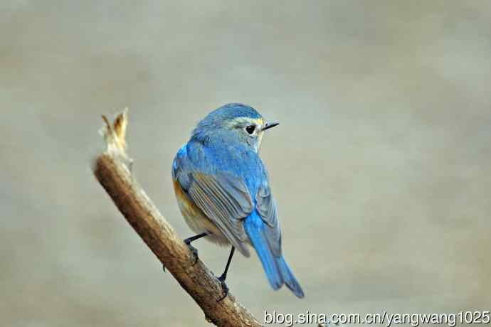 雄性红胁蓝尾鸲（25）