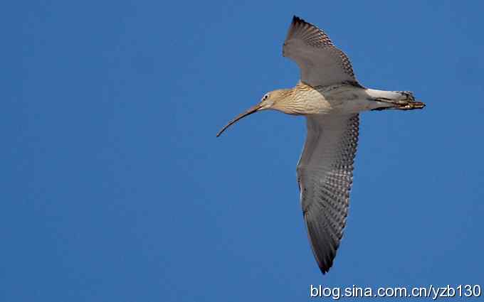 打到一只杓鹬，高兴ing鈥︹Γㄗ橥迹