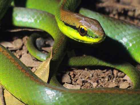 龙:传说的兽原型探秘(树蛇类) 龙:传说的兽原型探秘(树蛇类)