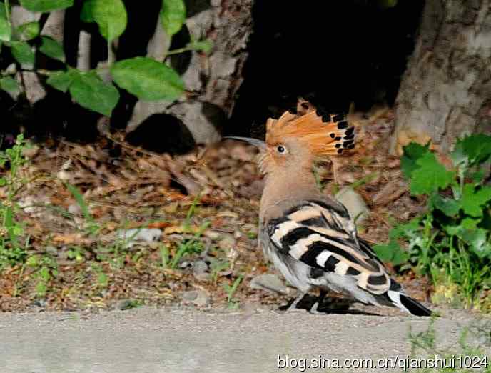 夏日清晨,愉快的戴胜