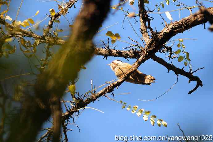 白背啄木鸟(记录版) 白背啄木鸟(记录版)