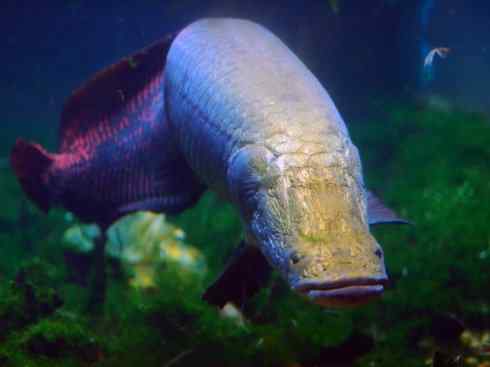鱼类活化石：巨骨舌鱼