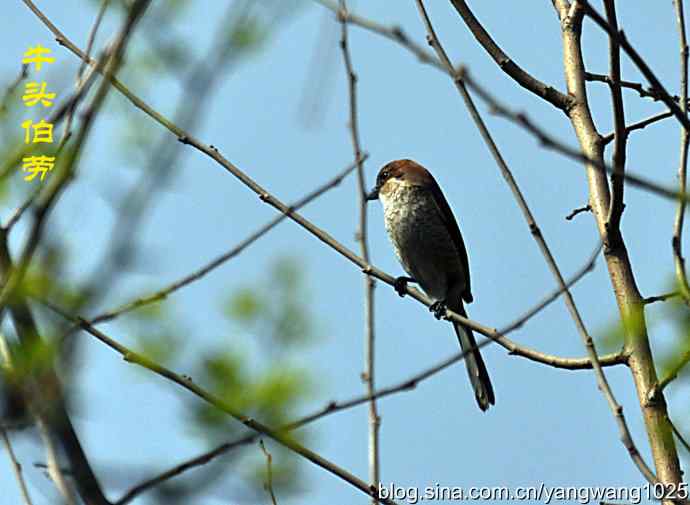 栗鹀鸟与牛头伯劳（记录版）