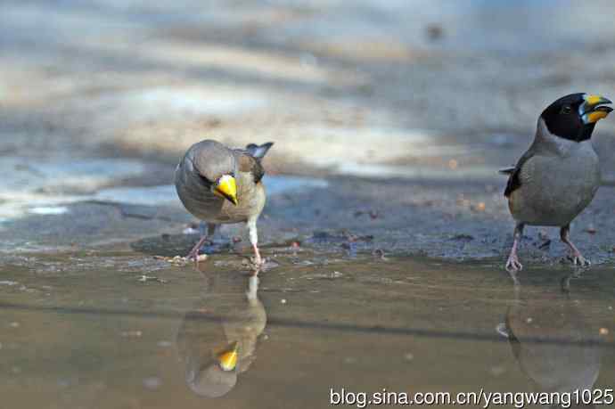 北京天坛公园的鸟类——饮水的黑尾蜡嘴雀（2）