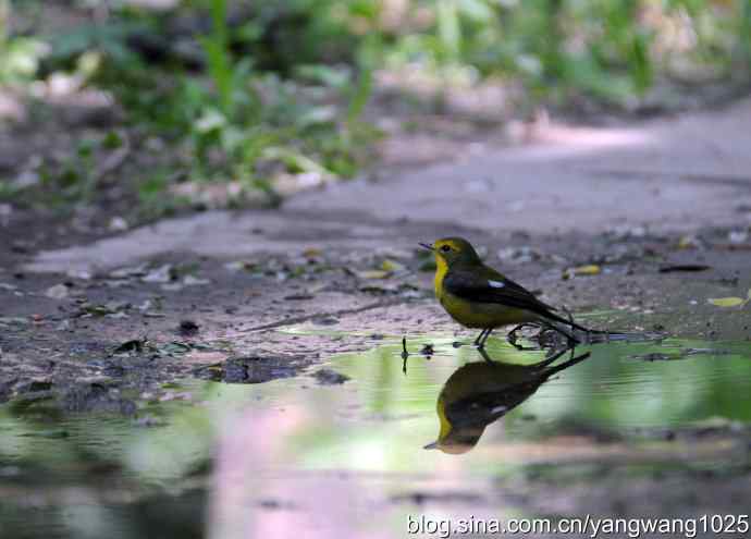 拍照与写博（绿背姬鶲篇）