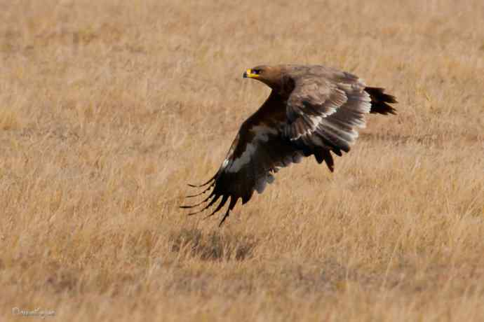 草原追梦. 邂逅迎宾草原雕