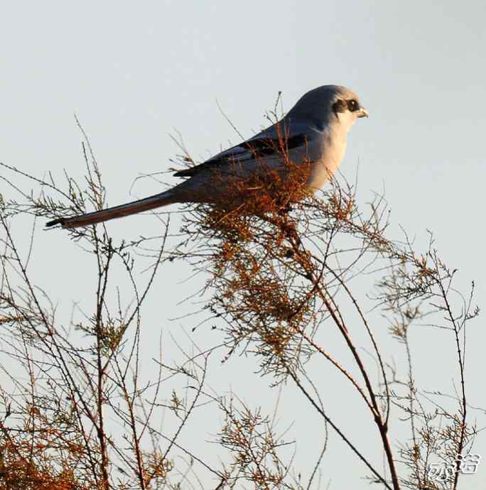 官厅水库&nbsp;wbr路&nbsp;wbr楔尾伯劳抓小虫