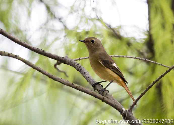 230.打鸟归来收获多多---2.北红尾鸲 230.打鸟归来收获多多---2.北红尾鸲