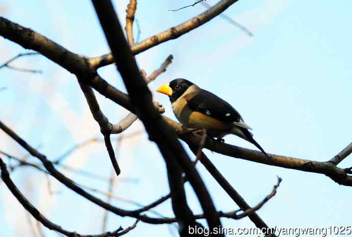 黑头蜡嘴雀（1）