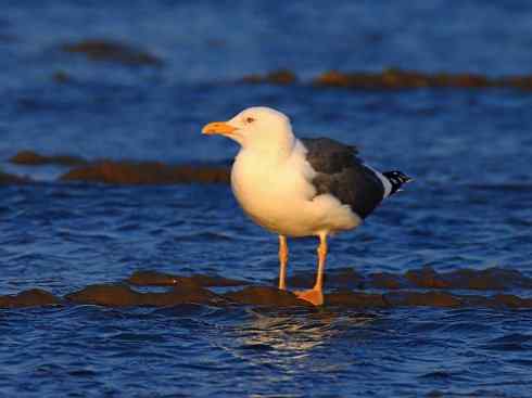 奇特的盔：白鞘嘴鸥