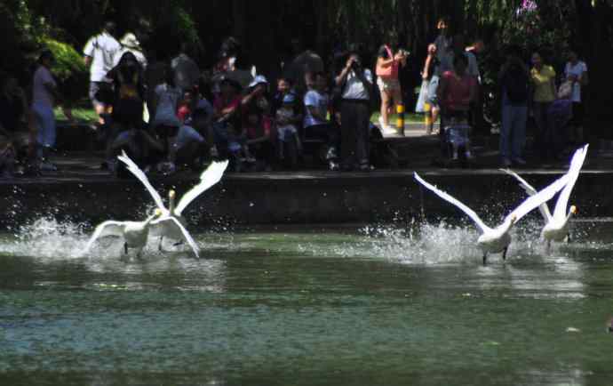 飞（白天鹅） wbr1