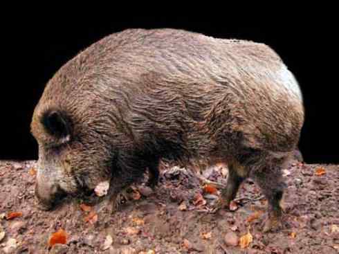 动物世界：山寨还是原创之四