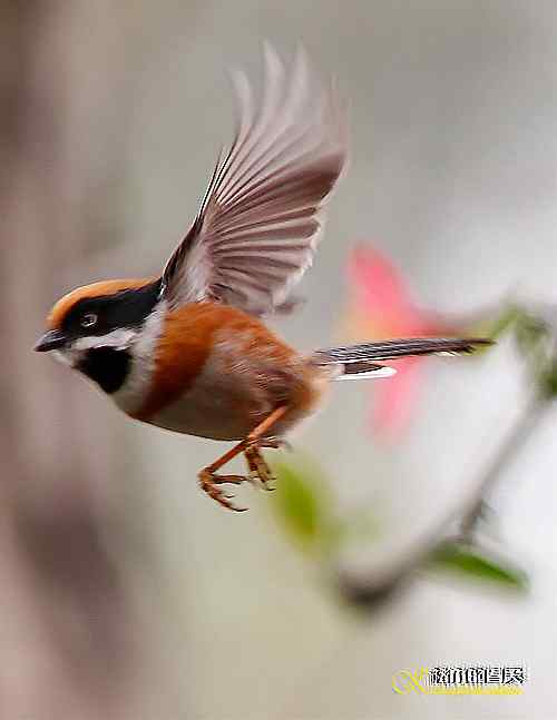 秋高气爽鸟悠然