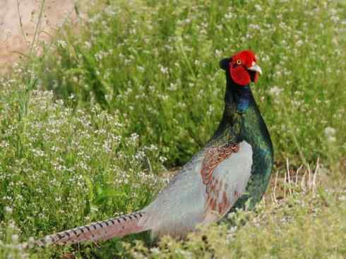 凤凰：传说的鸟原型探秘（雉鸡）