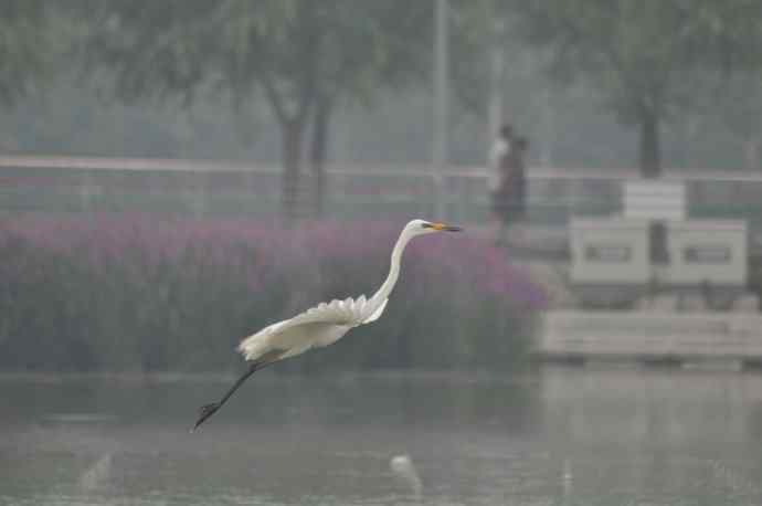 奥林匹克公园白鹭飞 wbr1