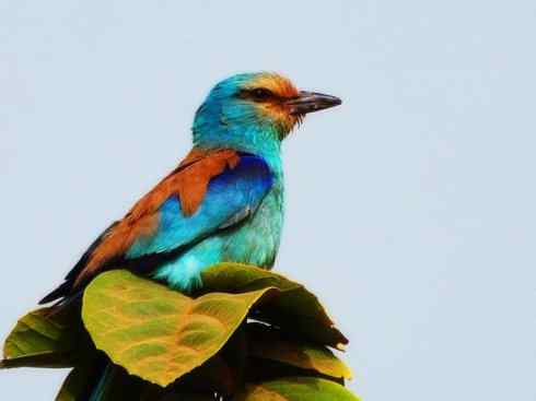 绝色攀禽：佛法僧目之佛法僧2