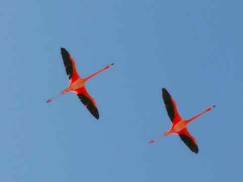 极品红色鸟类：火烈鸟