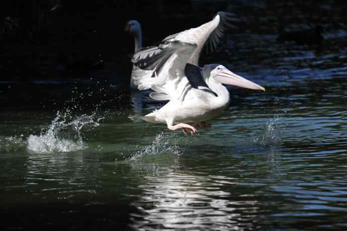 再拍大鹈鹕 wbr8