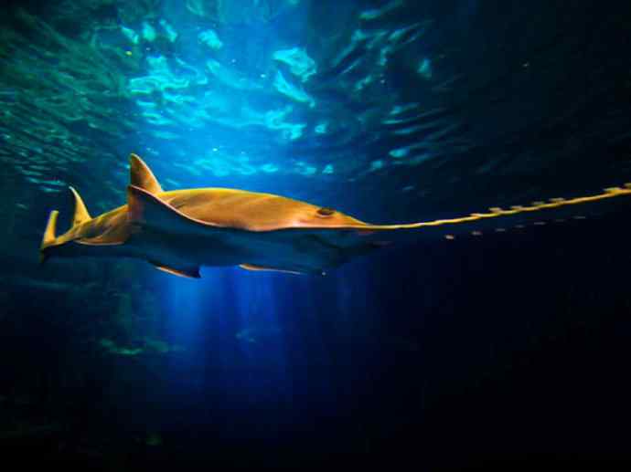 鱼类活化石:锯鳐 鱼类活化石:锯鳐