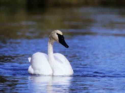 奇特的盔：黑颈天鹅
