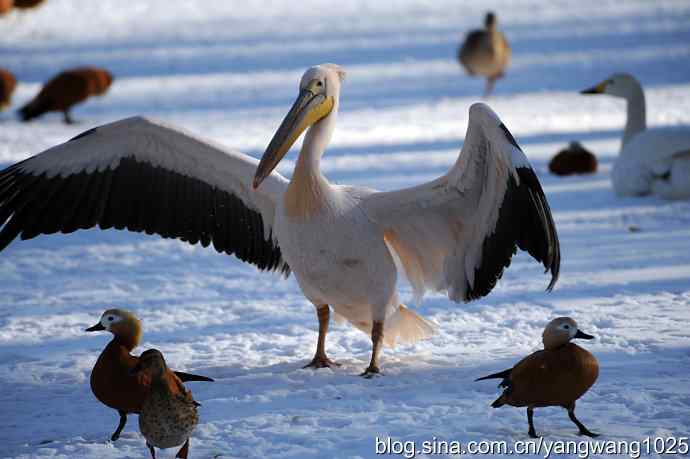 春雪之后（鹈鹕）