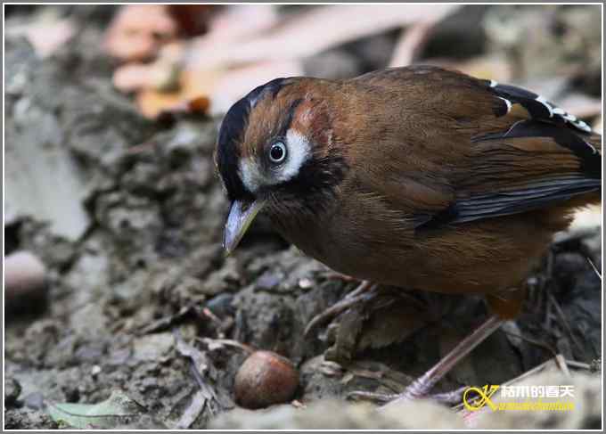 噪鹛系列之一：灰翅噪鹛【照片】
