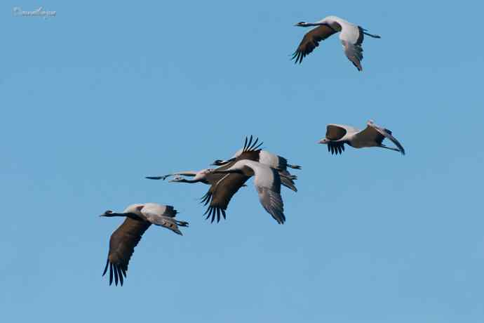 鹤舞秋风劲 蓝天浮云长