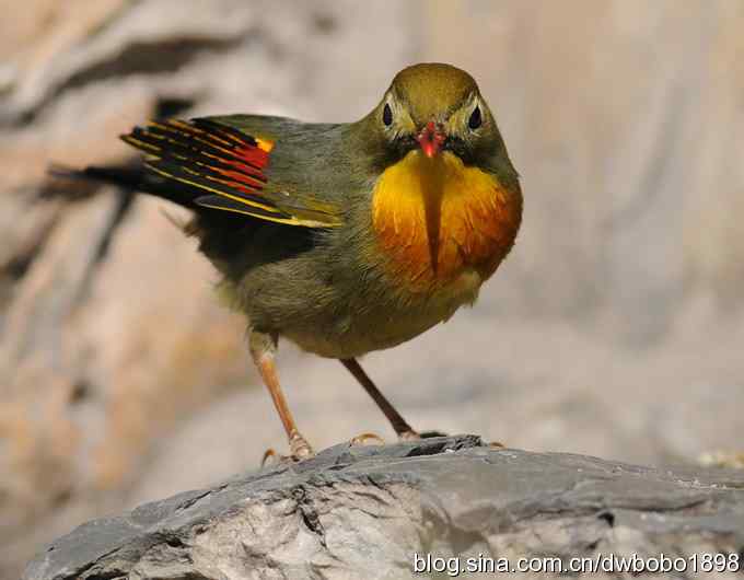 相思趣拍 贺三八国际妇女节
