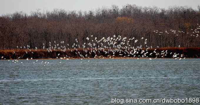 初冬北戴河观鸟