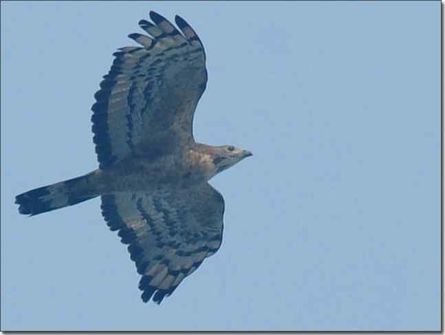 望京楼主峰雾蒙蒙续拍猛禽
