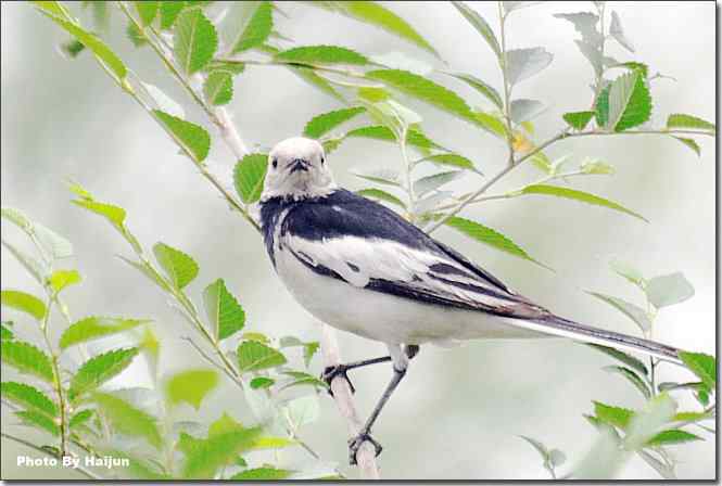  点击图片或使用键盘← →翻页