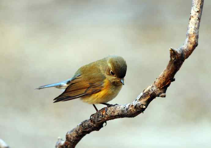 雌性红胁蓝尾鸲（23）