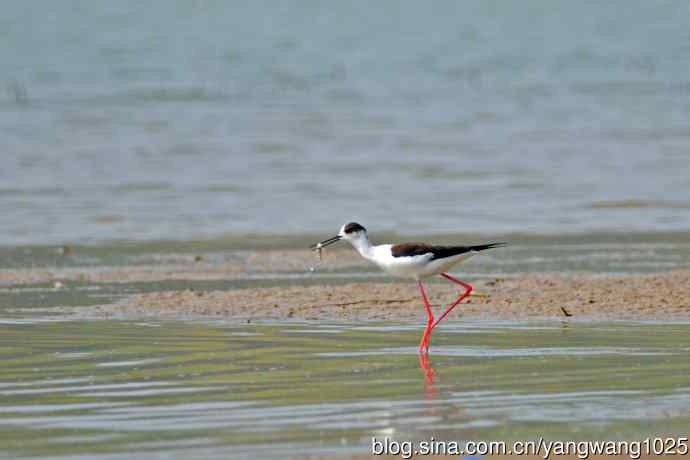 黑翅长脚鹬（1）