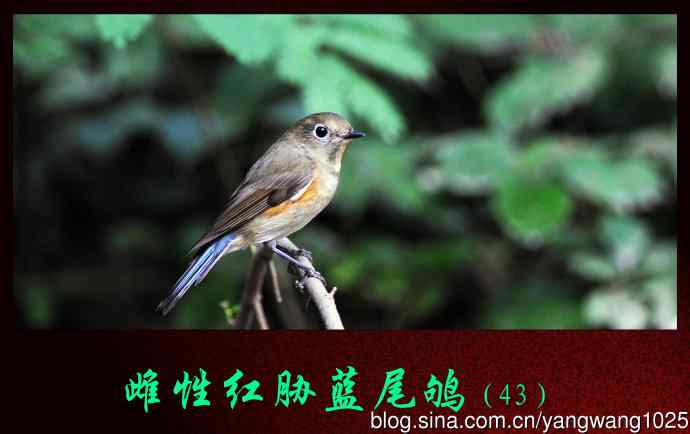 雌性红胁蓝尾鸲（43）