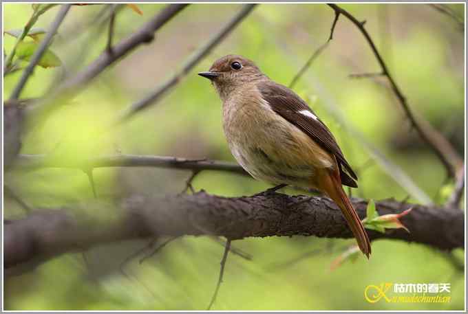 北红尾鸲MM【照片】