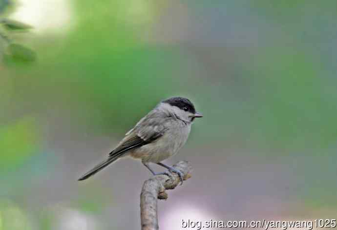 沼泽山雀(3) 沼泽山雀(3)