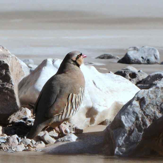 沿河城拍石鸡（偶尔飞版）